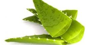 Aloe Vera Leaves