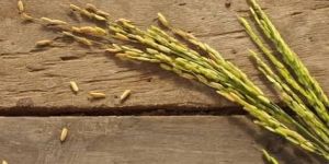 Rice Bran and Rice Husk