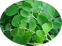 Moringa Oleifera Leaf Powder