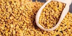 Fenugreek Seeds