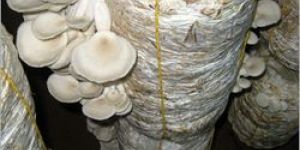 Oyster Mushroom