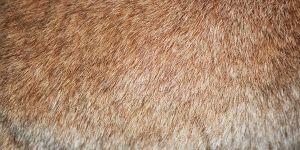 Rabbit Fur