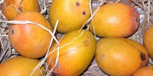 Alphonso Mango