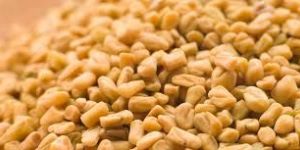 Fenugreek