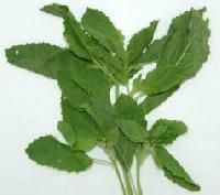 Holy Basil