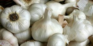 Garlic