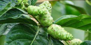 Morinda Citrifolia