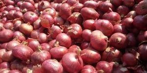 Fresh Red Onion