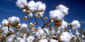 Raw Cotton