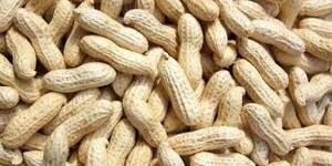 Shelled Groundnuts