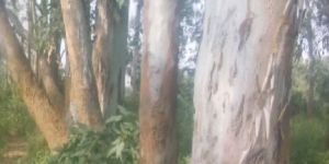 Eucalyptus Wood Logs