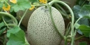 Muskmelon Plant