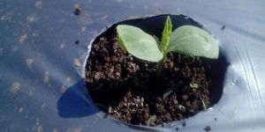 Mulching Paper