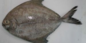 Black Pomfret Fish