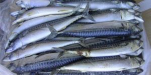 Frozen Horse Mackerel Fish