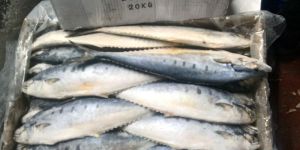 Frozen Leather Jacket Fish