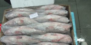 Frozen Reef Cod Whole Fishes