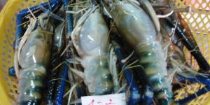 Frozen Scampi Prawn Shrimps