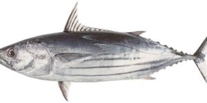 Frozen Skipjack Tuna Fish
