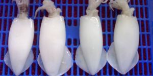 Frozen Whole Cleaned Squid