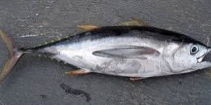 Frozen Yellowfin Tuna Fish
