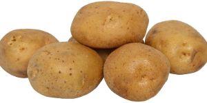 Fresh Potato