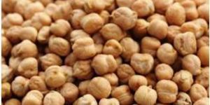 White Chickpeas