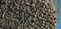 Celery Seed Extract