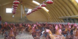 Poultry Farm Shed