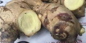 Fresh Ginger