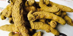 Hybrid Turmeric