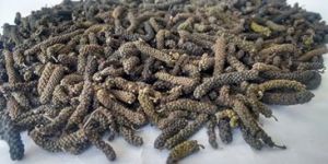 Long Pepper