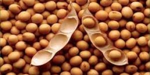 Soyabean