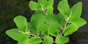 Fresh Tulsi Leaves