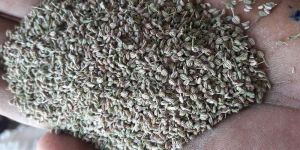Ajwain Seed