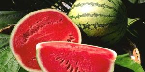 Fresh Watermelon
