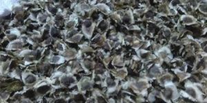 Moringa Seeds