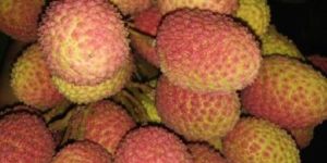 Fresh Litchi