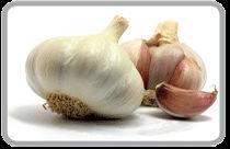 Fresh Garlic