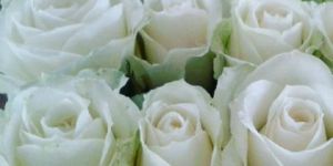 Fresh White Roses