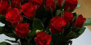 Fresh Red Rose