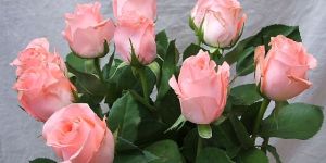 Fresh Pink Roses