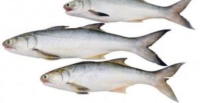 Indian Salmon