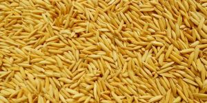 Paddy Seeds