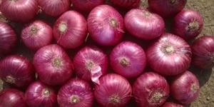 Fresh Red Onion