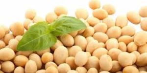 Soybean Seeds