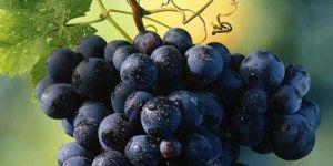 Black Grapes