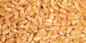 Wheat Seeds