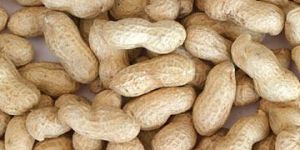 Groundnut
