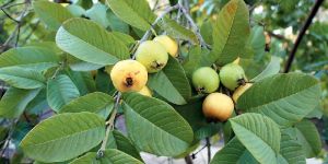 Guava Plant